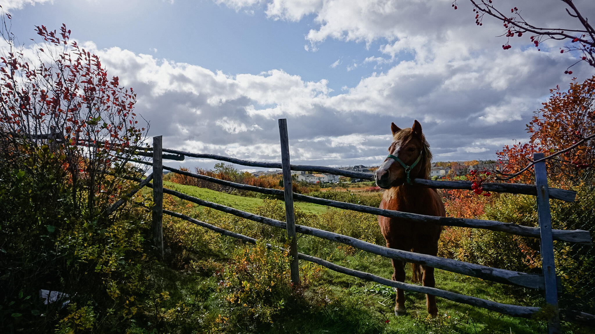 Andrew - Roanoke Review