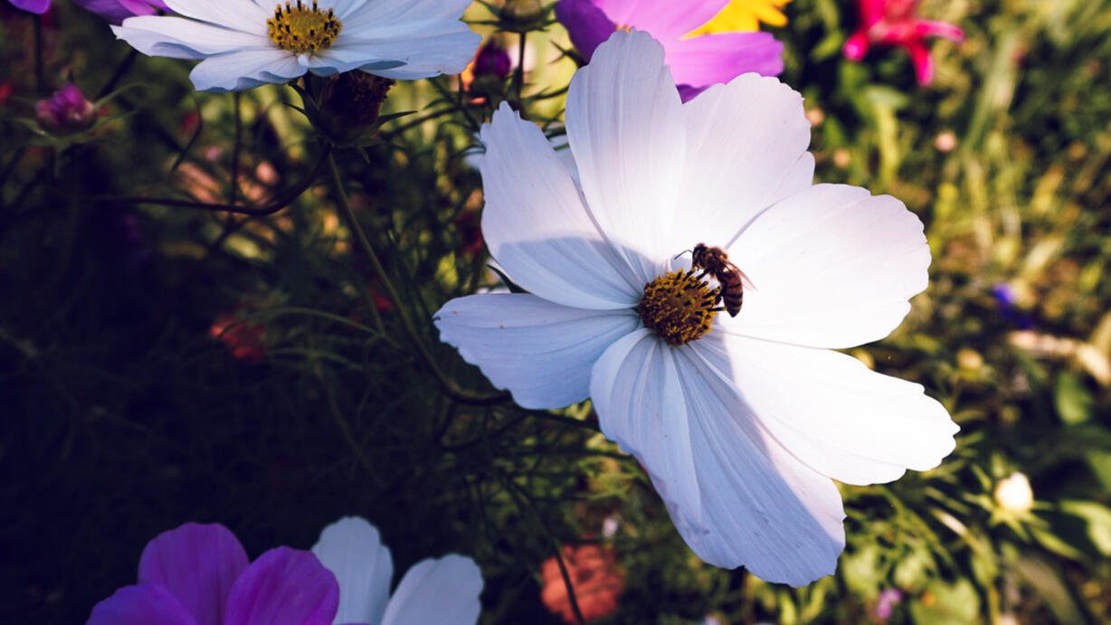 Tanacetum vulgare - Untethered Magazine